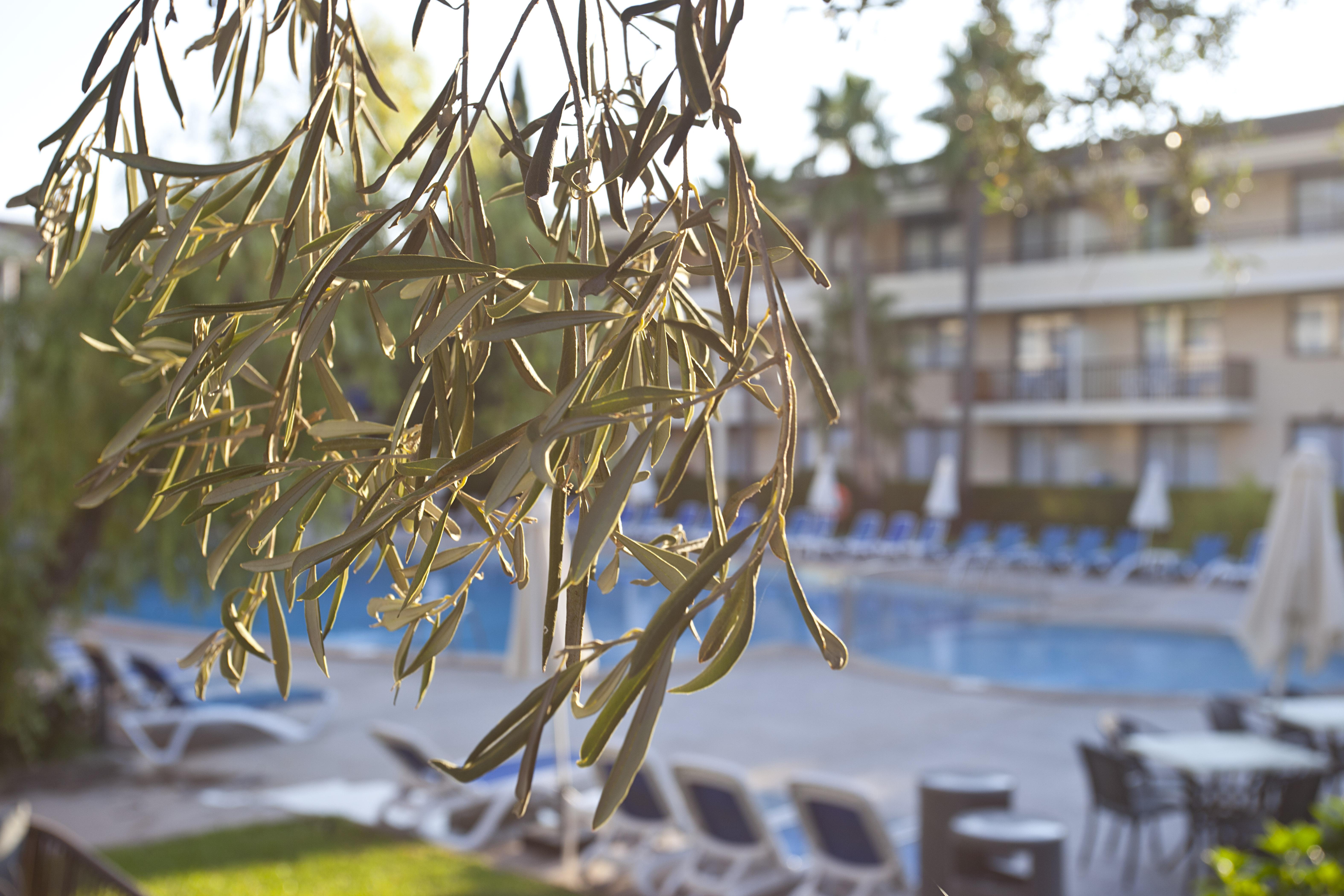 Hotel Bahia Pollensa Port de Pollenca Εξωτερικό φωτογραφία